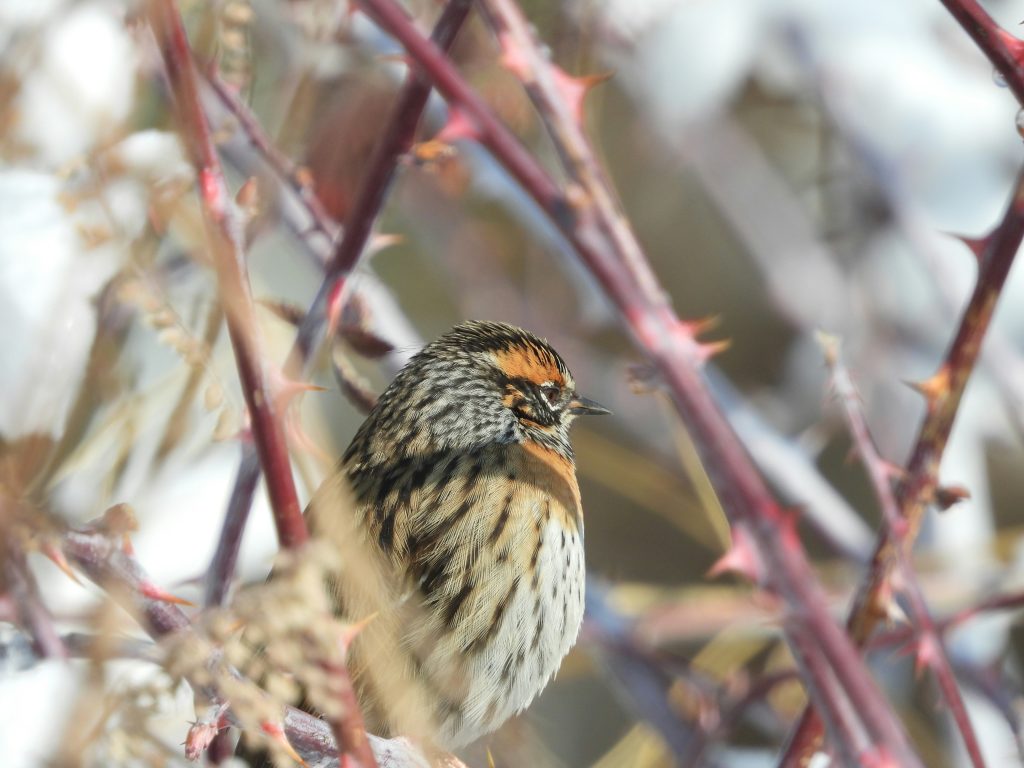 Rufous-breasted Accentor