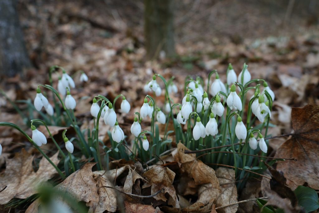 Snowdrops
