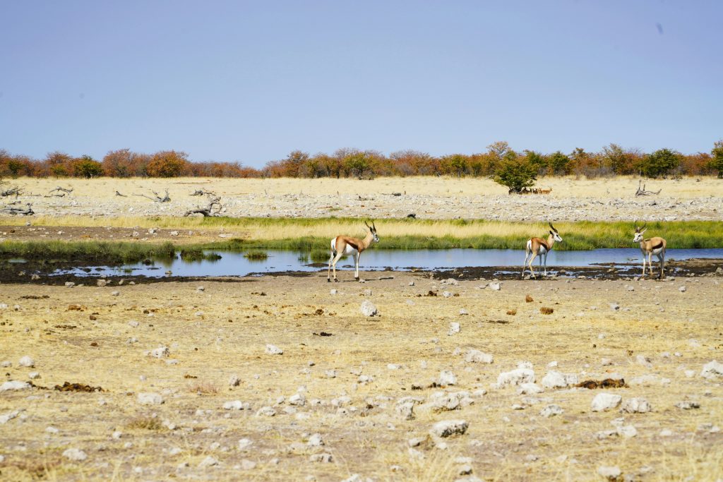 Gazelles roaming around Etosha National Park in Namibia.
