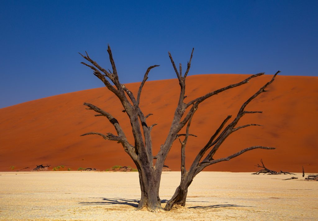 Dead camel thorn trees in the Namib desert in Namibia