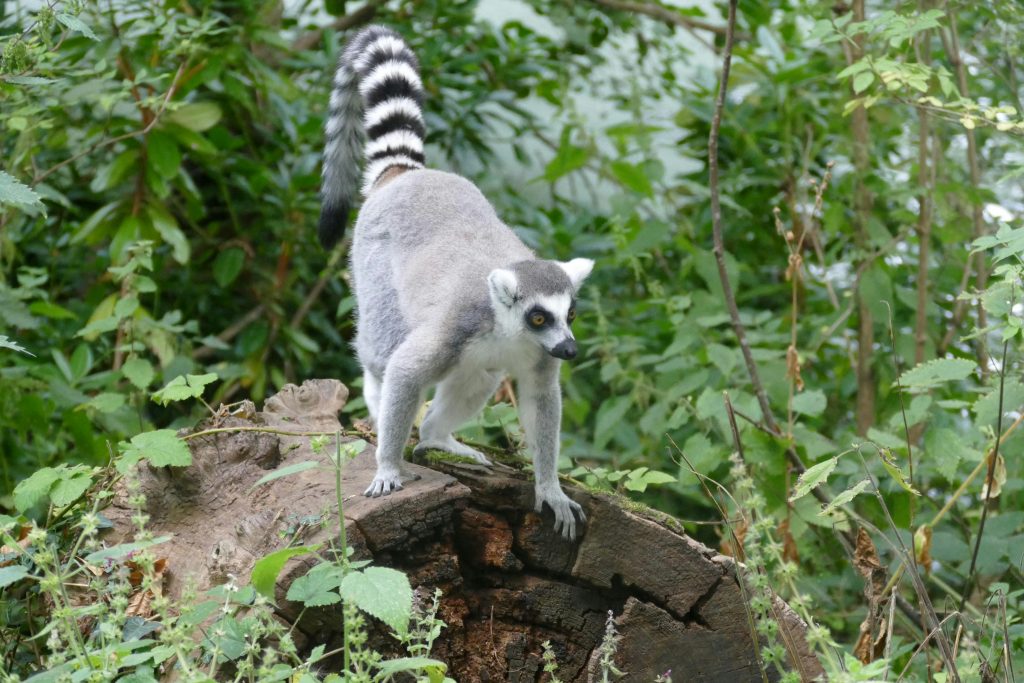 A cute ring-tailed-lemur in a lush green forest. Small donations can be made on my profile page. Thanks for visiting, hope my work is useful to you : )