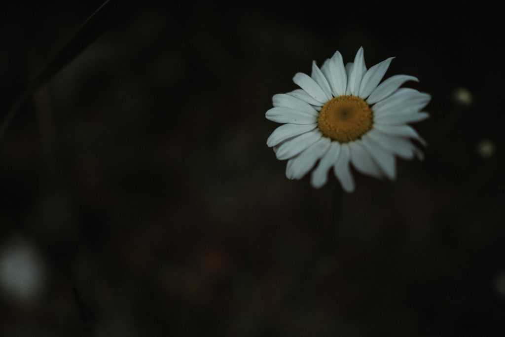 a flower in the wild
