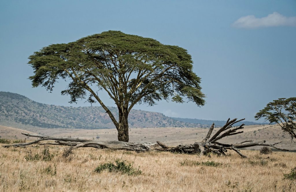 Circle of life. The Fever tree is normally found near water, but this one has survived and thrived, perhaps tapping into an underground stream. A tree which previously survived and thrived in the same spot, now lies prone beneath it, decomposing and providing nutrients to the living tree. The living tree may have grown from a seed produced by the dead tree. Acacia xanthophloeia, Lewa conservancy, Kenya.